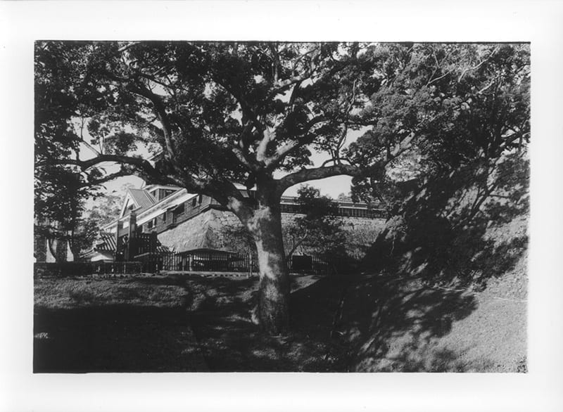 Tree and shadows, with a view of Kumamoto Castle