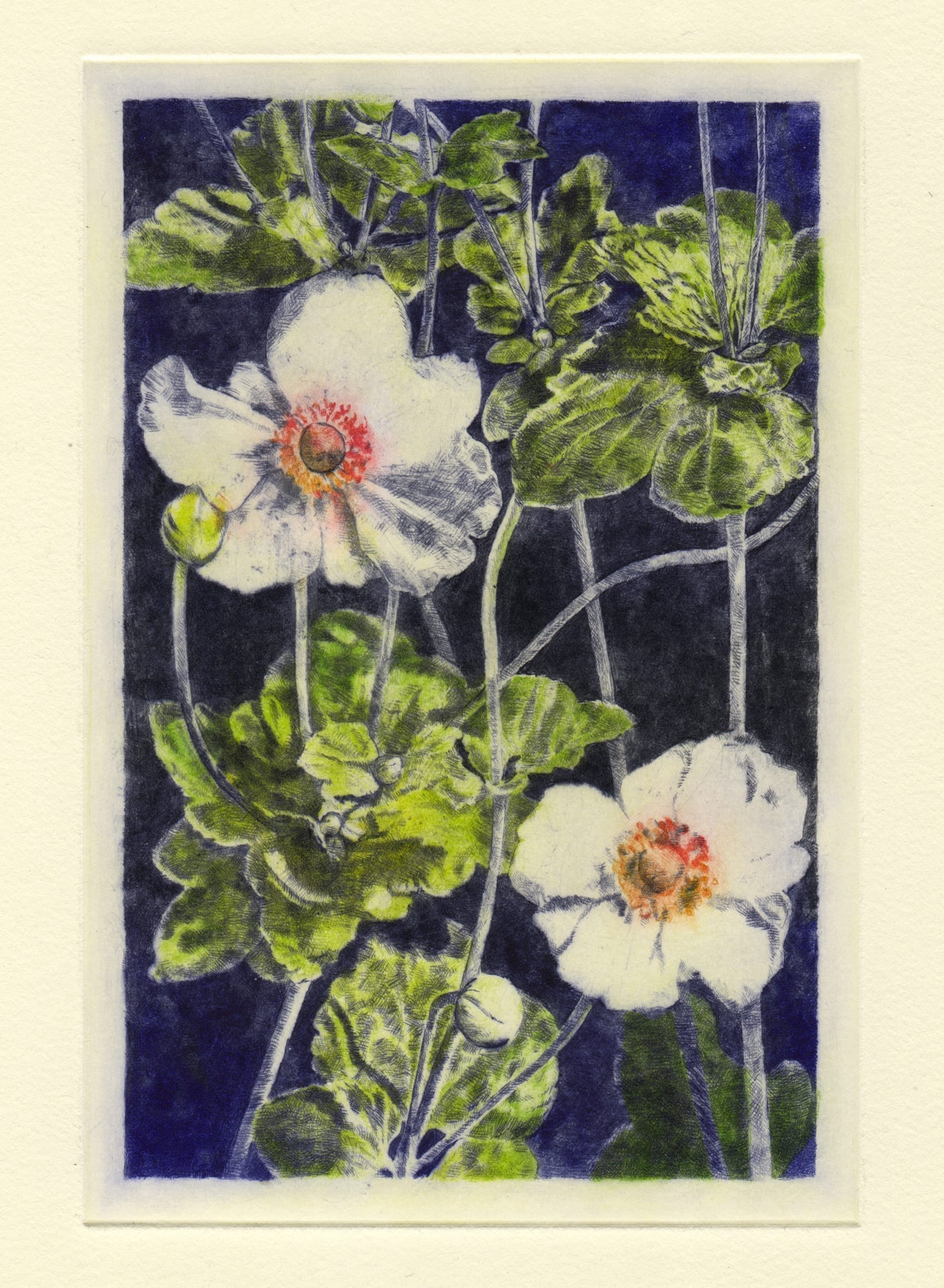 Japanese anemone (drypoint etching by Yaemi Shigyo)