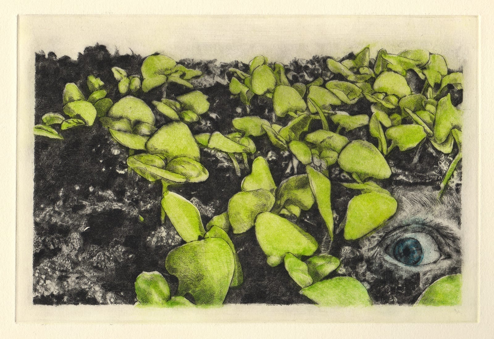 C and basil sprouts (drypoint etching by Yaemi Shigyo)