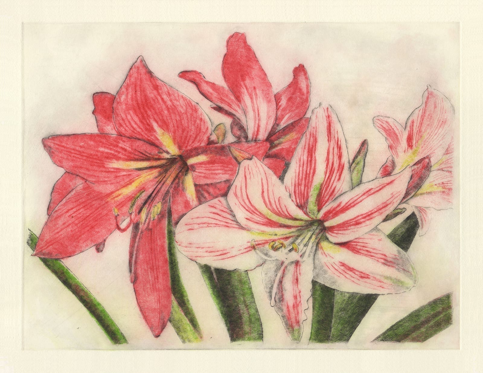 Learning flowers: Amaryllis (drypoint etching by Yaemi Shigyo)