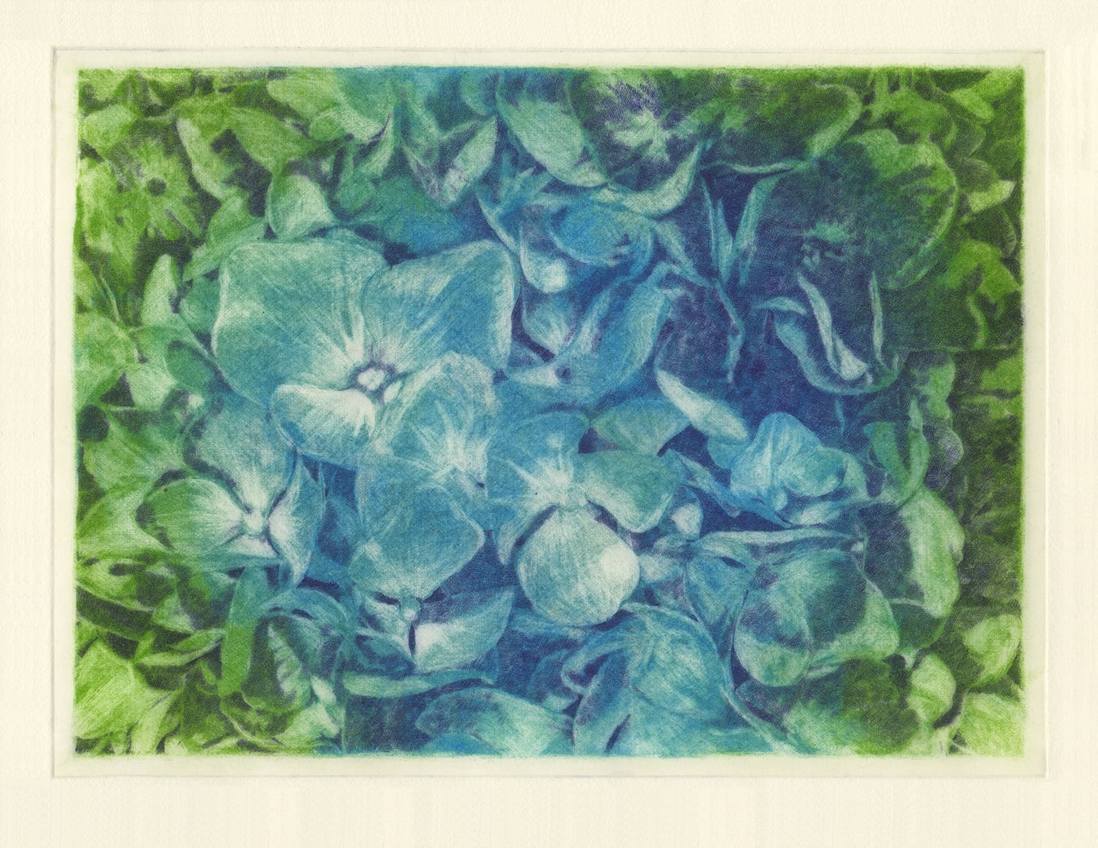 Thinking flowers: Hydrangea (drypoint etching by Yaemi Shigyo)