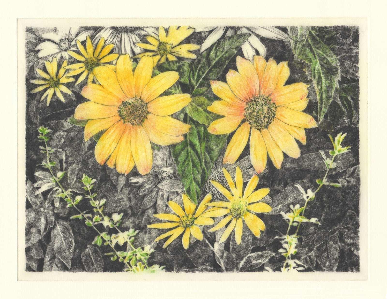 Talking flowers: Sunflower (drypoint etching by Yaemi Shigyo)
