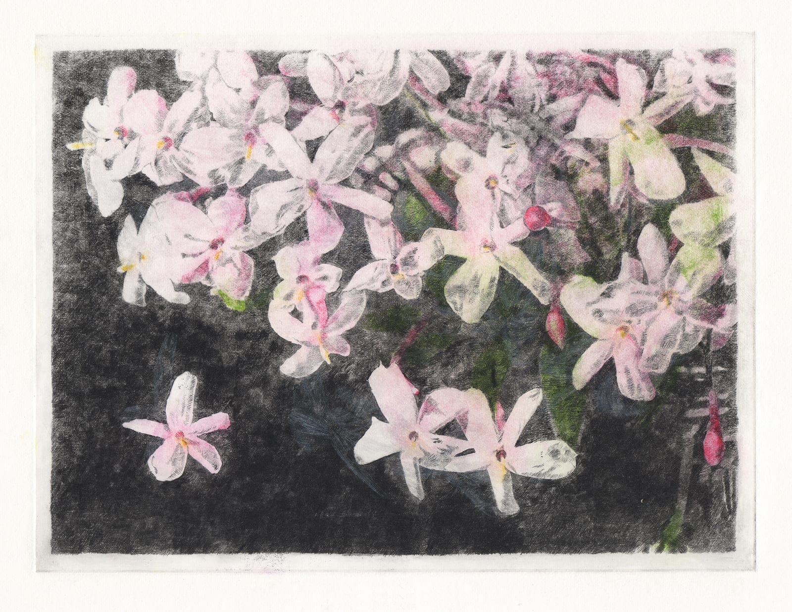 Dancing flowers: Jasmine (drypoint etching by Yaemi Shigyo)