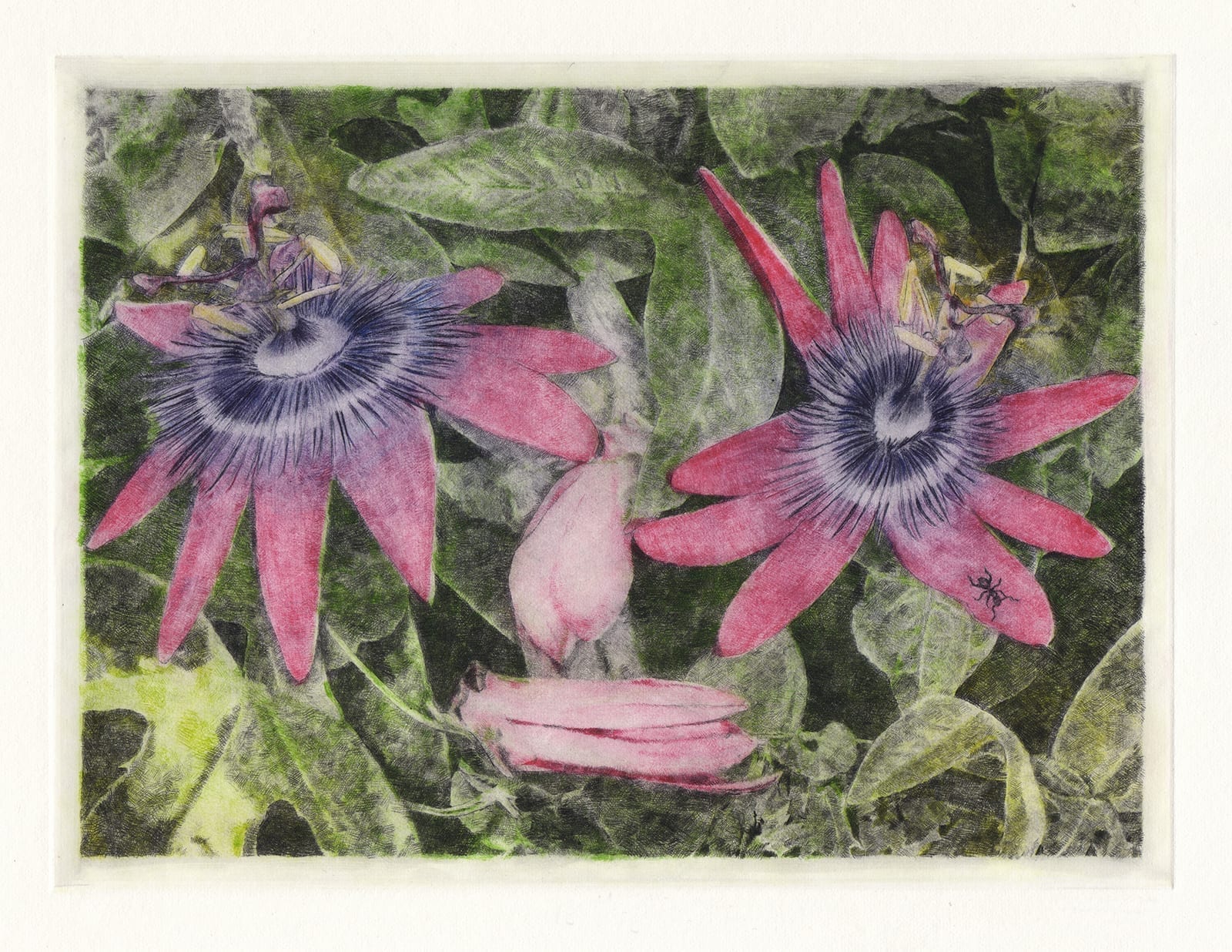 Laughing flowers: Passion flower (drypoint etching by Yaemi Shigyo)