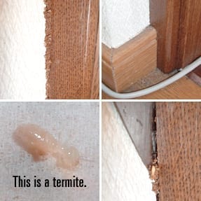 Illustration of a termite