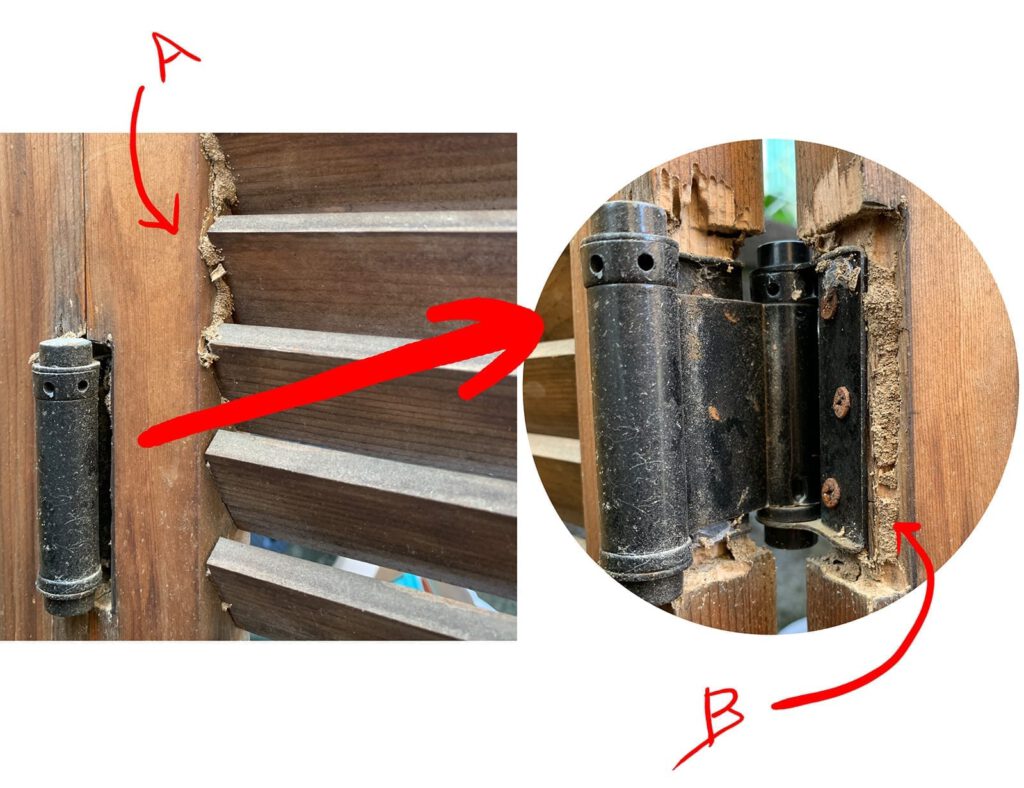 Illustration of termite damage