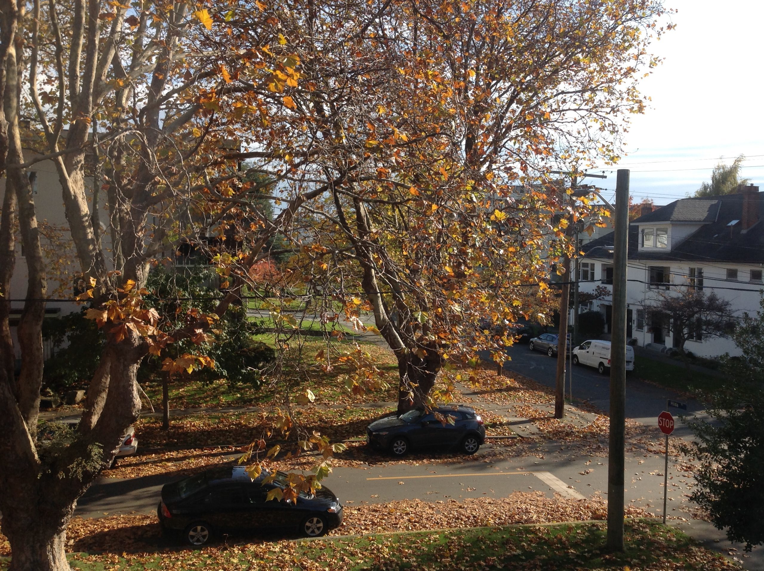 Frances's apartment view in 2017